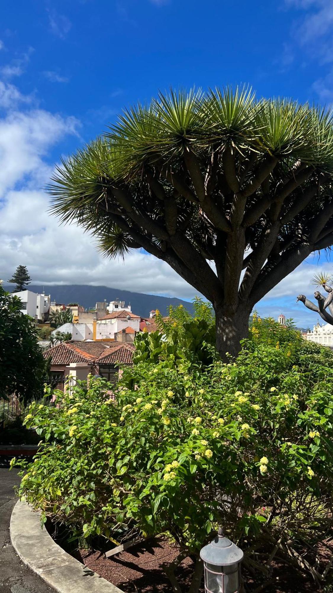 شقة Tenerife Te Espera! إيكود ذي لوس فينوس المظهر الخارجي الصورة